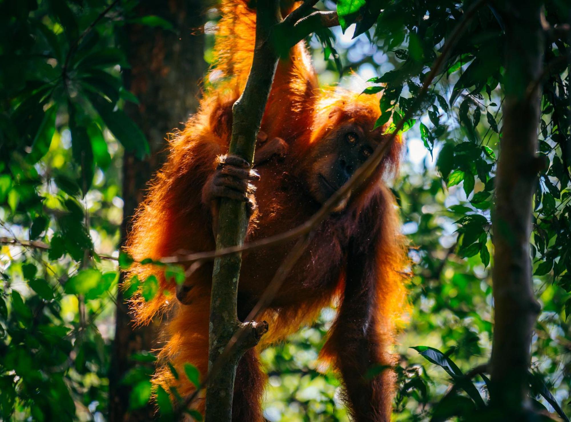 Sumatra Orangutan Treks Villa & Eco Jungle Trekking Activity Timbanglawang Zewnętrze zdjęcie