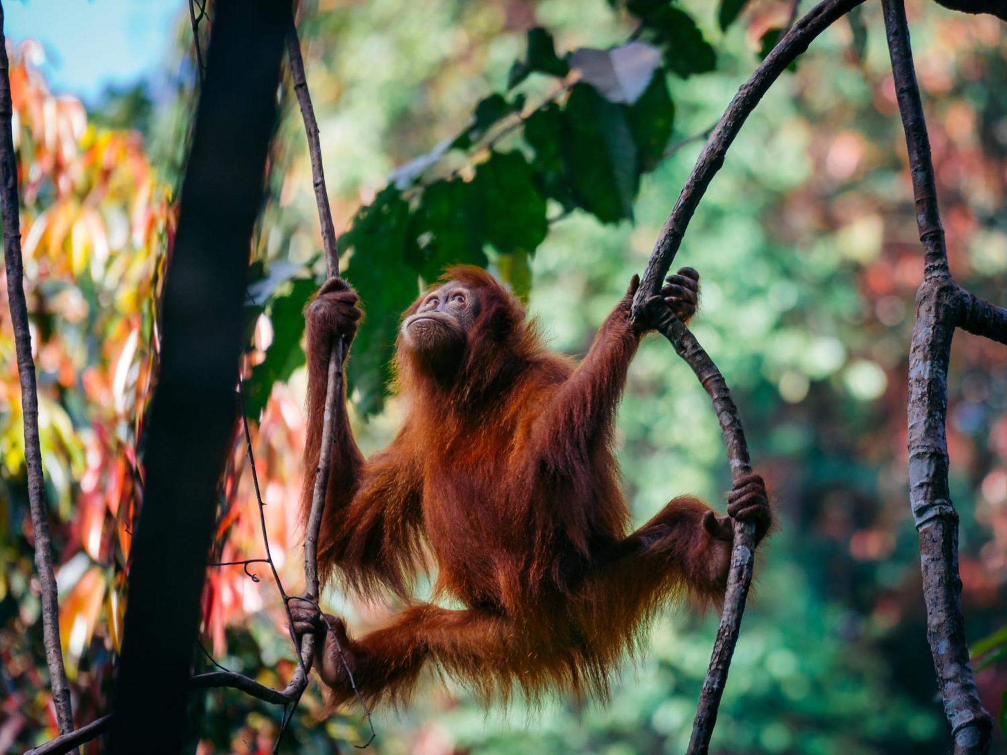 Sumatra Orangutan Treks Villa & Eco Jungle Trekking Activity Timbanglawang Zewnętrze zdjęcie