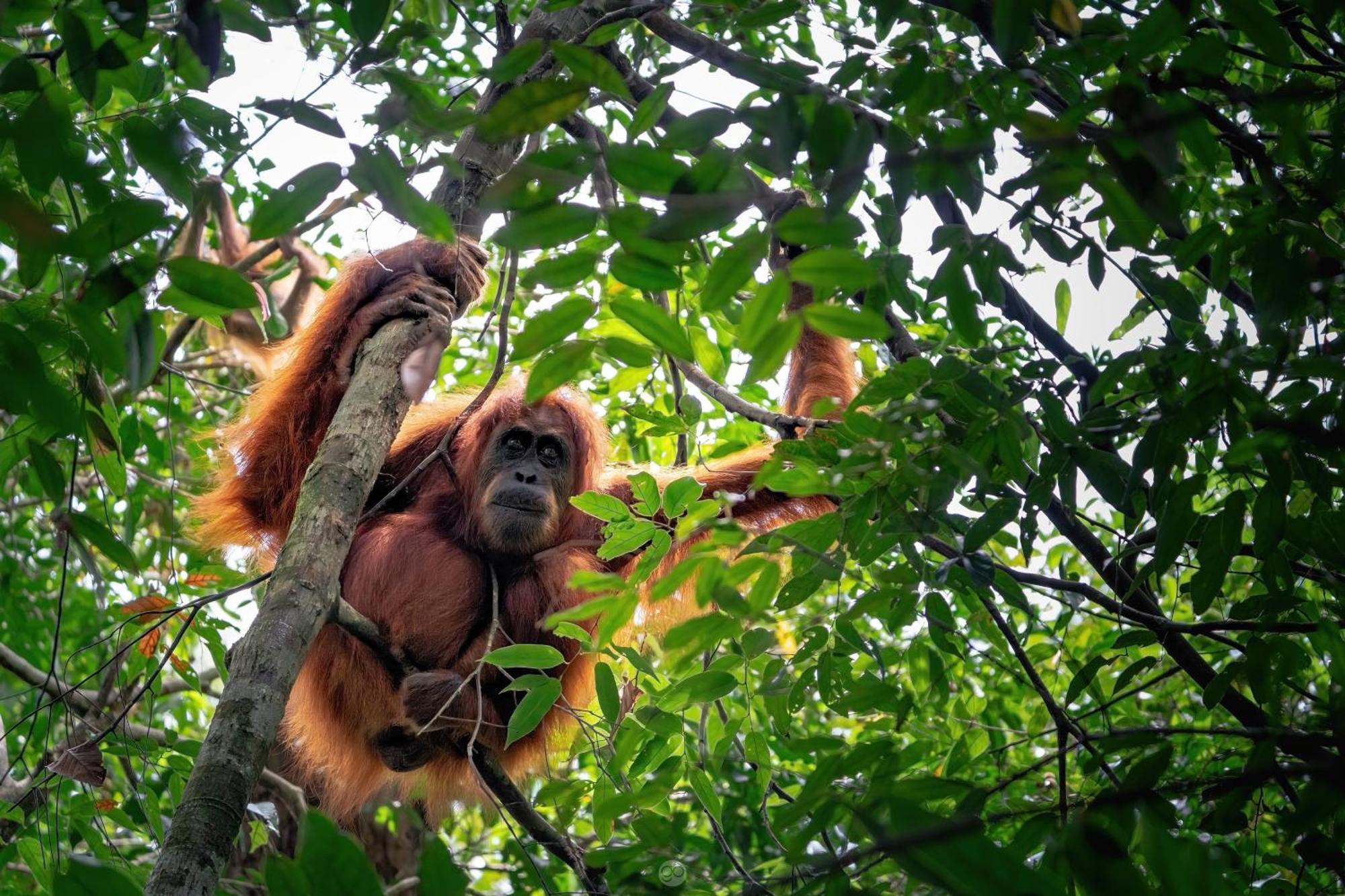 Sumatra Orangutan Treks Villa & Eco Jungle Trekking Activity Timbanglawang Zewnętrze zdjęcie