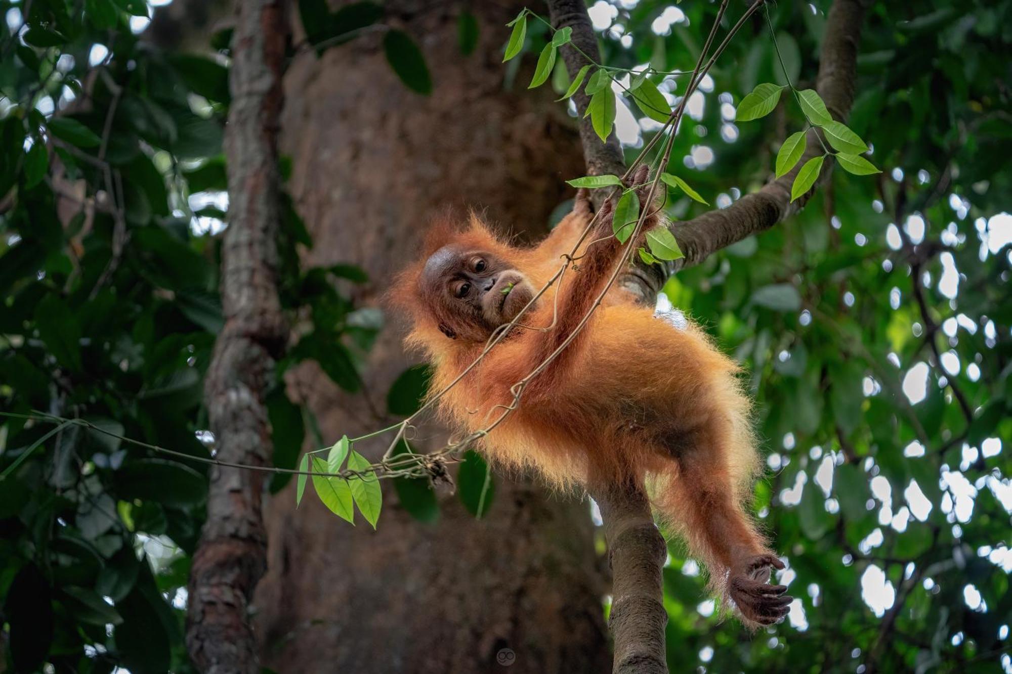 Sumatra Orangutan Treks Villa & Eco Jungle Trekking Activity Timbanglawang Zewnętrze zdjęcie